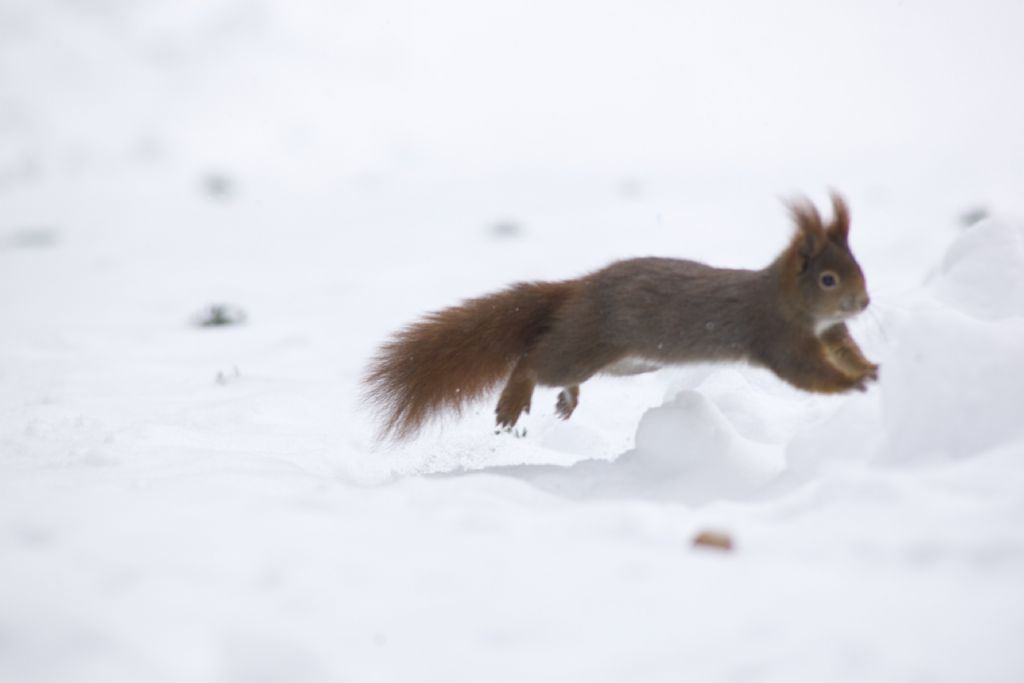 Sciurus vulgaris 3 - Val Pusteria (BZ)